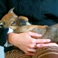 保護犬が『甘えん坊…