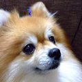 飼い主の「イライラ…