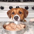 犬が大好きな『食べ…