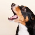 犬が突然『キャン』…