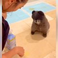 子犬がおしっこを失…