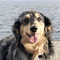 愛犬が発作を起こす…