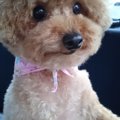 愛犬が誤飲をしてし…