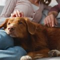 犬の『精神疾患』症…