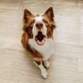 愛犬がイライラして…