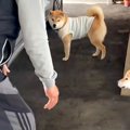 『家に犬を入れたい…