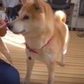 ご機嫌で遊んでいる…