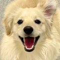 擬人化AIで『愛犬を…