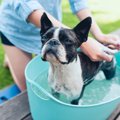 犬の洗い方！洗う前…