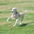 犬の胃拡張と胃捻転…