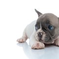 犬が『飼い主に怯え…