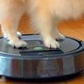 床を掃除中のルンバ→…