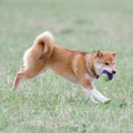 犬を満足させる『遊…