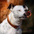 犬がしている危険な…