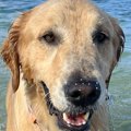 『海で泳ぐ犬』と『…