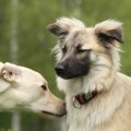 犬から体臭がしたら…