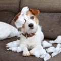 犬の「分離不安」を…
