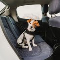 犬を『車に放置して…