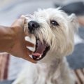 犬の『甘噛み』放っ…