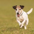 犬が『スキップ』し…