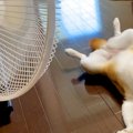 暑い日、扇風機の前…
