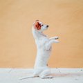 犬に『二足歩行』を…
