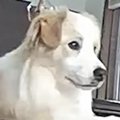 『ライオンキングか…