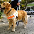 街で『聴導犬』に出…