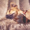 愛犬の肉球のひび割…