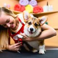 犬好きが憧れる『仕…