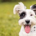 犬の骨を強くする食…