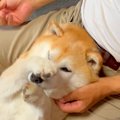 目薬が大嫌いな犬→パ…