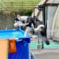 犬がはしゃぎすぎて…