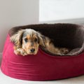 犬が快適に過ごせな…