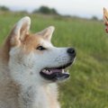 犬の飼い主にとって…