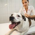 犬の混合ワクチンは…