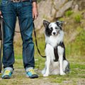 犬のしつけで一番重…