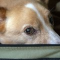 なぜ？犬が飼い主の…
