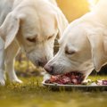 犬は歯がなくても食…
