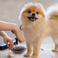犬の毛をカットしす…