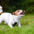 犬が他人に吠えてし…