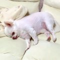 『散歩行こうか』と…