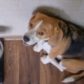 犬が飼い主の顔を何…