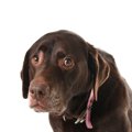 『自信が無い犬』が…