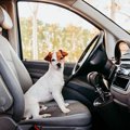 犬と人とのつながり…
