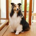 犬の保護ボランティ…