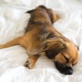 犬が寝ている時にピ…