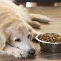 夏に起きやすい『犬…