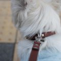 犬を保護したら やら…