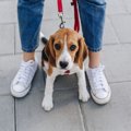 賢い犬がわざとして…